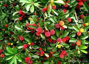Клубника 🍓