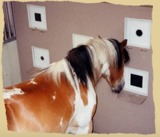 Научные исследования и изучения поведения и мышления лошадей.