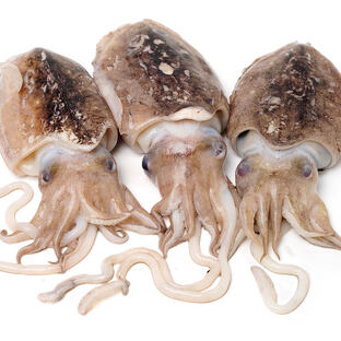 Каракатицы: гении морской глубины с кожей-экраном