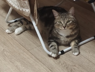 PRO кота