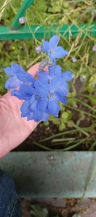 Приключения клумбы у подъезда