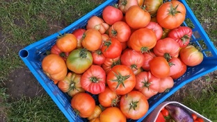 Лучшие томаты