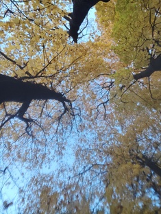 🍂 Луч в листве 🍂