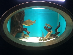 Океанариум Петербург