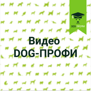 Смотри видео DOG-ПРОФИ