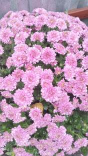 Всё о растениях 