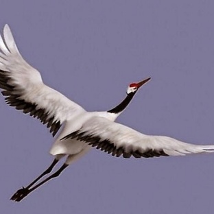 Журавль: танец в небе и тайны древнего символа