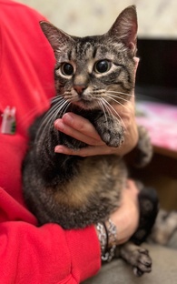 Зельда, Лава и Пушинка