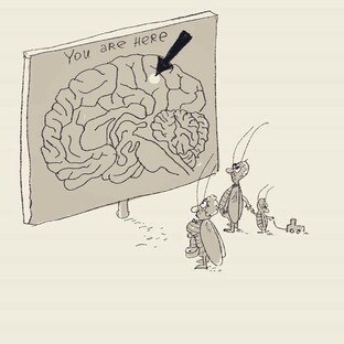 Таракан Яша в женской голове.