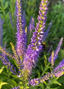 Многолетники