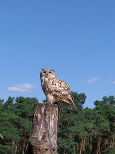 Совиные истории. Мир детства глазами Совы