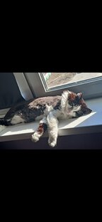 кошачий курорт