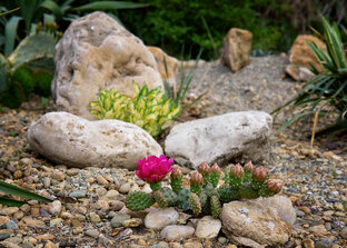 Очитки и суккуленты