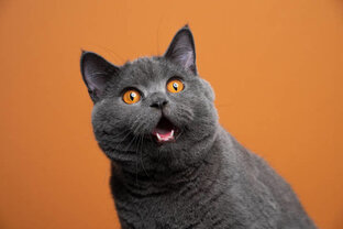 Кошачий мир