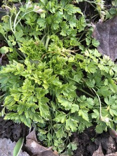 Моя "вечная" зеленая грядка