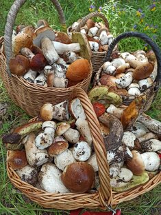 Грибалка 2023