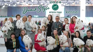 Японские Шпицы Доник Стайл на выставках