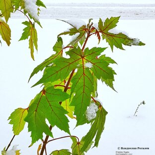 Гомель и окрестности. Времена года