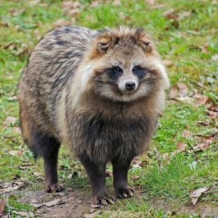 Енотовидная собака: тайны, поведение и жизнь в дикой природе