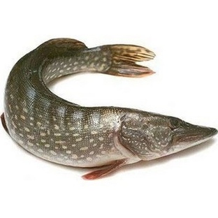 Щука: хищница пресных вод с клыками и стратегией