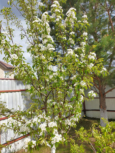 Деревья и кустарники в саду