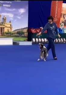 Танцы с собаками.