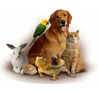 Отзывы о животных