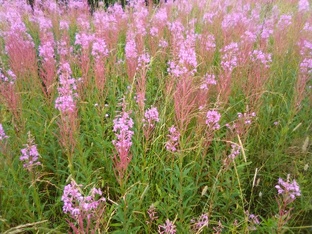 Мои стихотворения