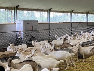 Овцы и козы лучшие видео