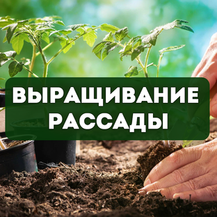 Выращивание рассады