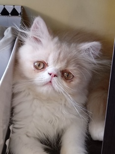 персидский котик