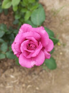 Мои прекрасные розы 🌹 🌹 🌹 