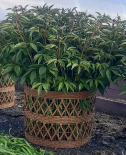 Кустодержатели