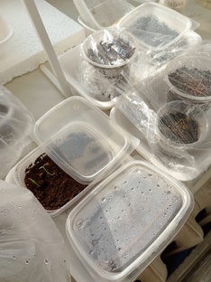 РАССАДА 2025 год.