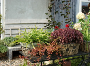 Контейнерный сад