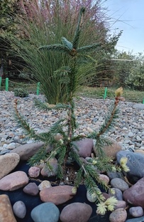 Цветы и хвоя