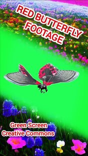 НАСЕКОМЫЕ GREEN SCREEN ФУТАЖ. ХРОМАКЕЙ АНИМАЦИЯ НА ЗЕЛЁНОМ ЭКРАНЕ. 