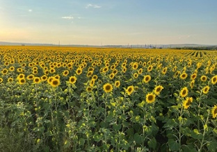О цветах