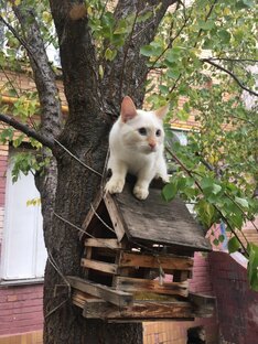 Тук - тук к вам можно в гости? А Вискас дадите?