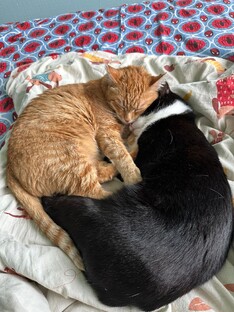 Котики