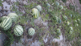 Выращивание арбузов в Нижегородской области. Сезон 2022. 