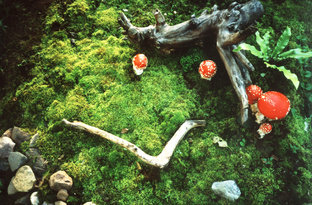 Мхи, коряги и прочий неправильный декор