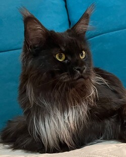 Наши забавные животные 