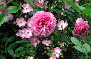 Восхитительные простушки! Розы - бабочки в моём саду.