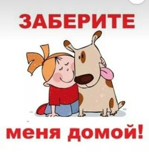 Пристроенные животные