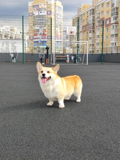 Батон 🥖 🐾