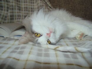 классика