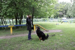 Дрессировка бернского зенненхунда