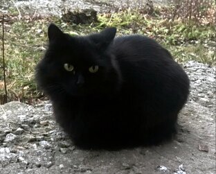 Пискля (Ночка)