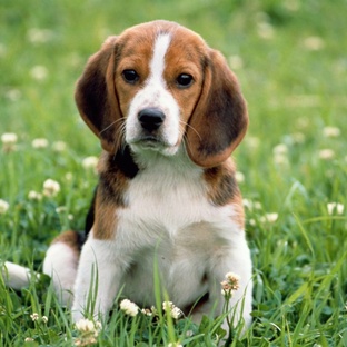 Собаки не так просты: удивительные факты о четвероногих друзьях